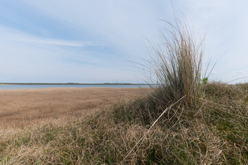 Obraz premium Ammophila arenaria - Marram grass - European beachgrass - Oyat - Gourbet