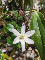 white magnolia flower