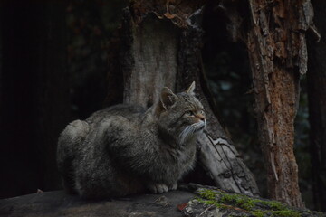 wildcat on a branch