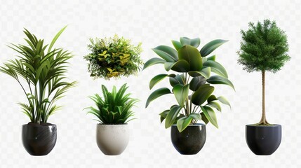 various types of plants in pots in high resolution and high quality on white background
