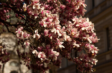 Piękne, kwitnące Magnolie w Cieszynie.