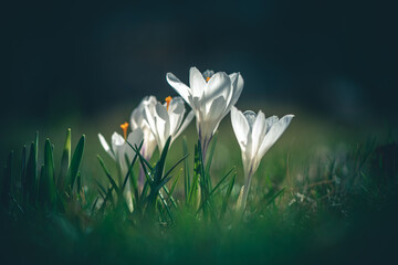 flowers crocuses in full blossom, white color, grow on the grass