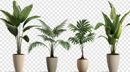 various types of plants in pots in high resolution and high quality on transparent background HD