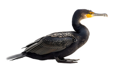 Side view of a Great Cormorant, Phalacrocorax carbo, against white background