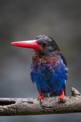 The Javan kingfisher is perched enjoying solitude while observing the surrounding environment to hunt and look for prey to eat