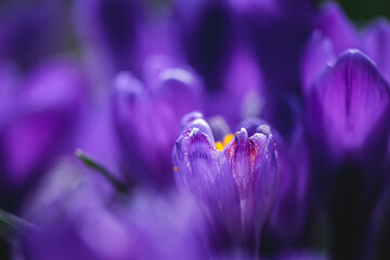 flowers crocuses in full blossom, purple color, grow on the grass