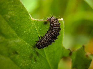 Caterpillar of the Common Moth (Cethosia cyane).