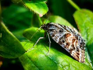 Butterfly on a leaf in the garden. Shallow depth of field.