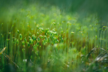 Natural green background, macro photography of blooming moss, nature, spring, summer