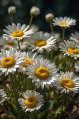 Obraz premium Sonnengetränkte Gänseblümchen: Ein Frühlingsmorgen in voller Blüte - Bellis perennis