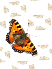 Butterflies Small tortoiseshell, Aglais urticae - abstract composition and pattern with open colorful wings and white background. Topics: abstraction, beauty of nature, card, computer art