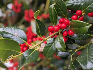 red berries on a bush