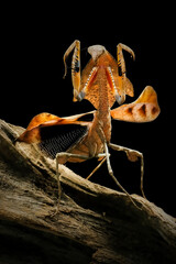 dead leaf mantis deroplatys lobata