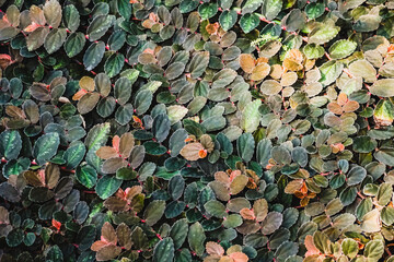 Pellionia repens close-up of spotted multi-colored leaves of a plant from a botanical garden collection. Plant wall.