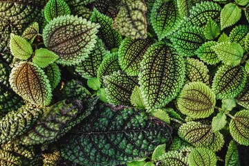 Close up of Pilea involucrata, commonly called the Friendship Plant or Moon Valley. Green Leaves of Plant Pilea Involucrata or Friendship Plant (P. mollis).