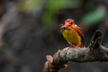 A rufous-backed kingfisher is perched on a tree branch in a lowland tropical forest and watches its surroundings for food