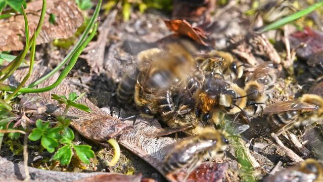 Filmmaterial von Erdbienen Weibchen und M&auml;nnchen w&auml;hrend der Paarung am Boden in der Stadt Regensburg in Bayern, Deutschland