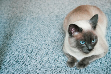 The domestic cat is lying on the carpet, while the purebred Siamese cat is resting. Taking care of a domestic cat, caring for a purebred cat, cat's eyes, issues with cat's eye discharge, eye diseases 