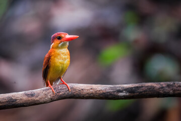 A rufous-backed kingfisher is perched on a tree branch in a lowland tropical forest and watches its surroundings for food