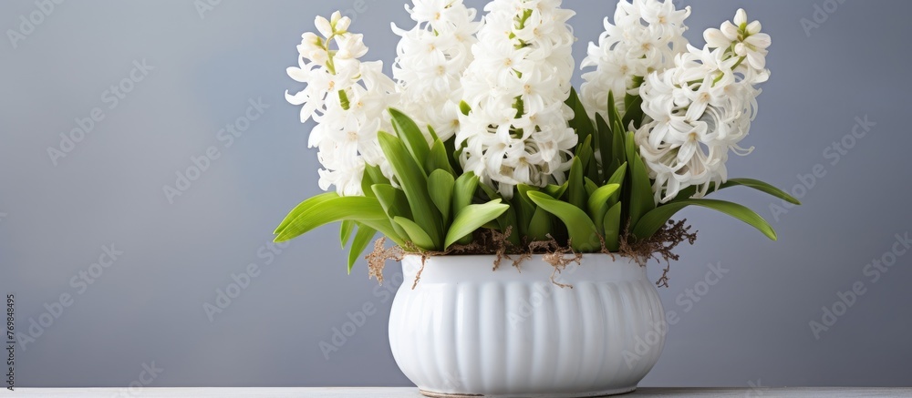Poster a rectangular white vase filled with white flowers is elegantly displayed on a table, creating a bea