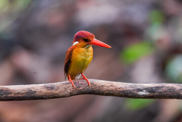 A rufous-backed kingfisher is perched on a tree branch in a lowland tropical forest and watches its...