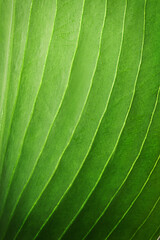 Macro photograph of a plant leaf with curved veins