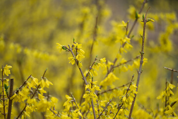 Forsythia flowers by the Yangjae River on a drizzly morning