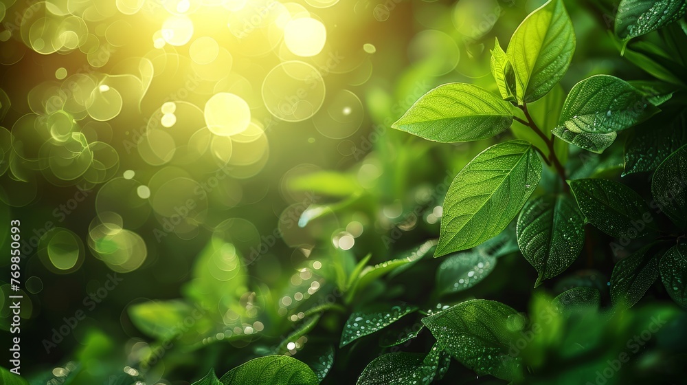 Poster an image of a green texture background, blurred and bokeh photos under a tree, with a nature or bio 