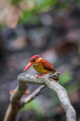 A rufous-backed kingfisher is perched on a tree branch in a lowland tropical forest and watches its surroundings for food