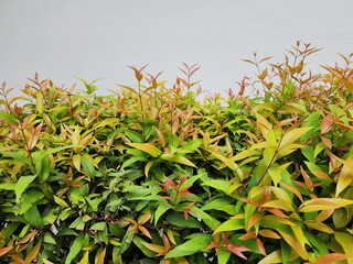 Nandina domestica nandina, Heavenly Bamboo or Sacred Bamboo, A small bush plant with bright red and green leaves, Australian Rose Apple young shoots are popularly used to worship sacred objects.
