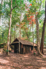 Weathered wooden hut with red maple leaves in tropical rainforest at national park - 769851222