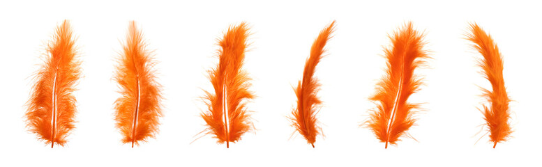 Beautiful orange feathers isolated on white, set