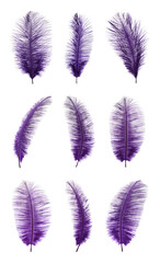 Beautiful purple feathers isolated on white, set