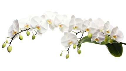 Orchid Serenity on transparent background.