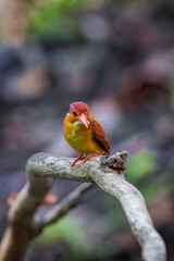 A rufous-backed kingfisher is perched on a tree branch in a lowland tropical forest and watches its surroundings for food