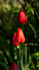 Spring tulips on a personal plot in the village