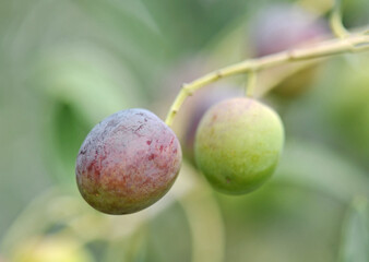 two olives on branch