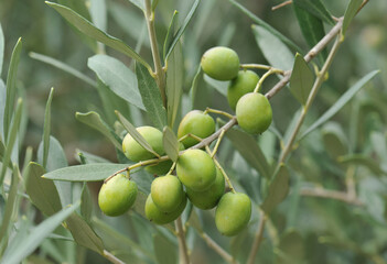 Fototapeta premium green olives on branch