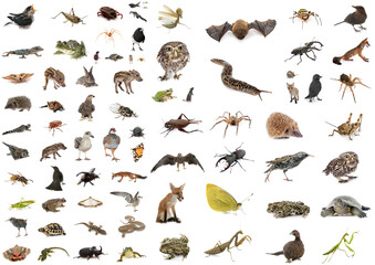 european wildlife in studio