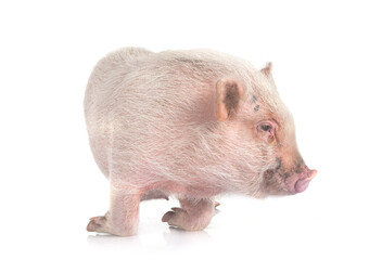 miniature pig in studio - 769857640