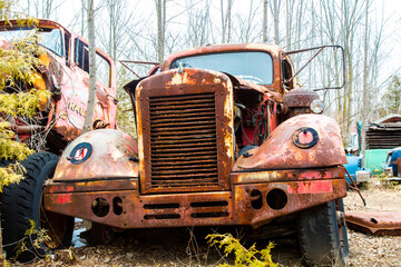 Front view of an old rusty circa 1950's transport truck car overgrown with weeds in an auto wrecker...
