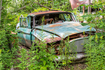 An old rusty circa late 1950's sedan overgrown with weeds in an auto wrecker scrap yard