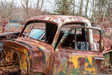 An old rusty circa 1950's pickup truck car overgrown with weeds in an auto wrecker scrap yard