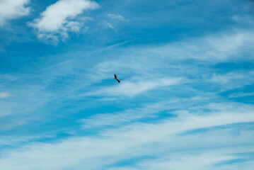 blue sky with clouds and a flying stork crossing the sky