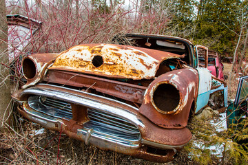 An old rusty circa 1950's passenger car overgrown with trees in an auto wrecker scrap yard