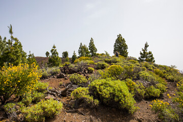 Fototapeta premium A young woman walking towards Birigoyo peak, La Palma Island, Canary Islands.