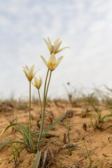 Wild tulip on sandy soil in the Almaty region in southeast Kazakhstan. Kazakhstan is considered the birthplace of tulips