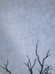 tree branches against sky