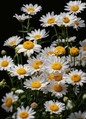 Fototapeta premium daisies in a garden