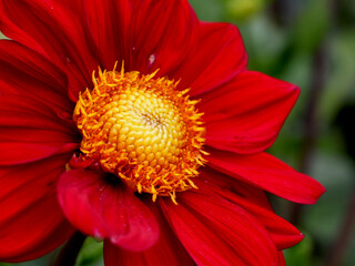 A closeup of a red dahlia